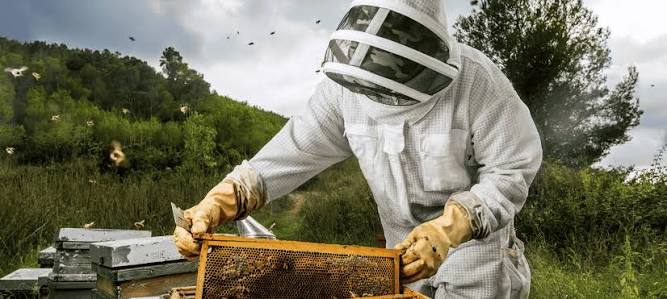 Bee & Wasp Removal