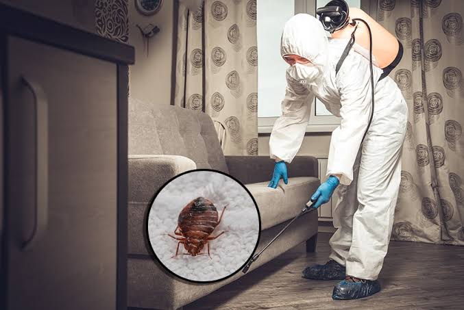 Bed Bug Treatment