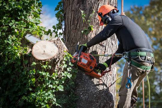 Tree Trimming & Pruning